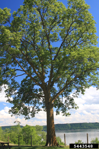 tree-planting-along-17th-