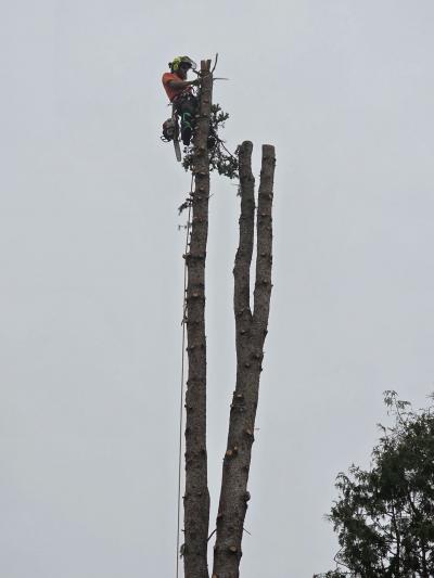 Precision Arborworx