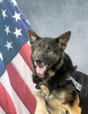 Portrait of Xanti sitting in front of an American flag
