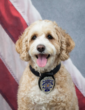 Portrait of Daisy sitting in front of an American flag