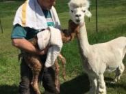 A man holding a baby alpaca up to a white adult alpaca