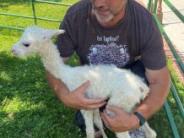 A man gently embracing a white baby alpaca