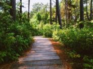 A shaded boardwalk trail though lush greenery