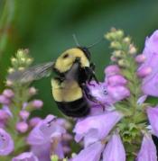 A bumble bee perched on a purple flower