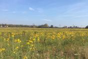 Woodland Dunes Prairie covered in tall yellow flowers