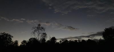 Night sky beyond the trees.