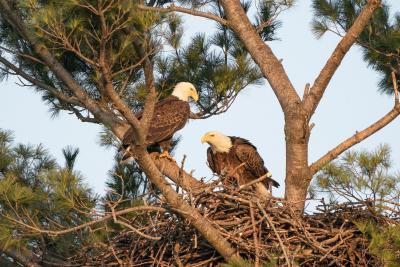 Two adult bald eagles perched upon a nest.