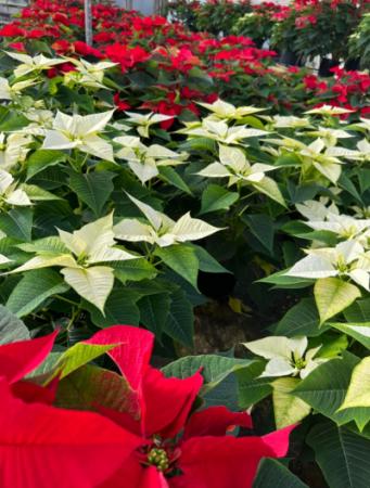 A vast array of poinsettias.