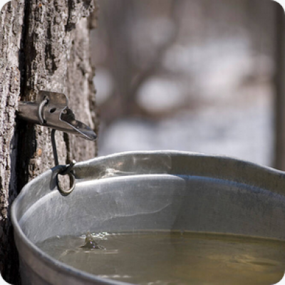 A bucket mounted on a tree collecting sap.