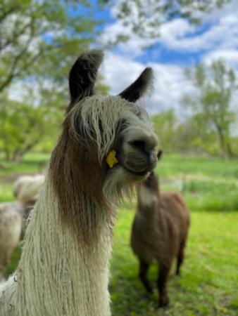 Llama with flower in mouth.