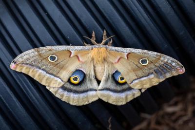 Polyphemus moth.