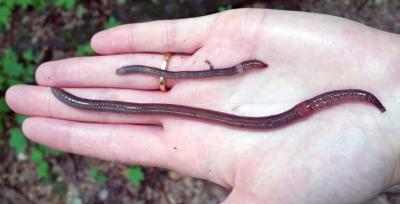 A hand holding two long worms.