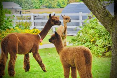 Three alpacas on green grass with a white fence in the background.