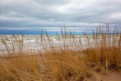 Beach grass on the Lake Michigan shoreline.