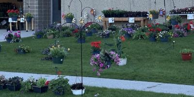 Grassy area filled with potted plants for sale.