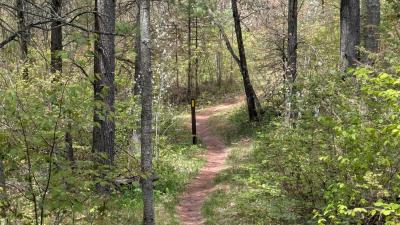 A forest trail.