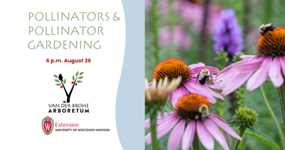 Purple cone flowers with three bumblebees.