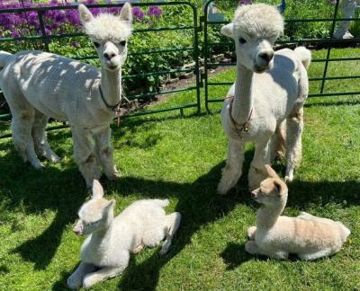 Two alpacas and their babies.