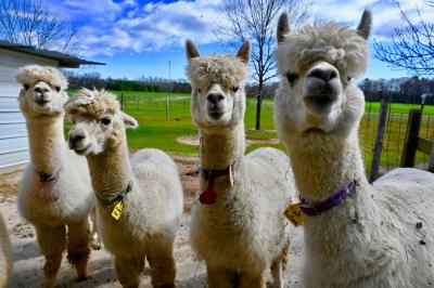 For alpacas who reside at LondonDairy.