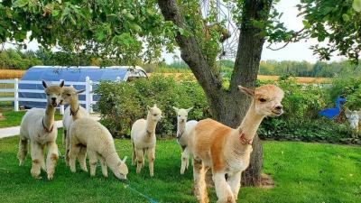 A group of alpacas standing under a tree on a manicured lawn