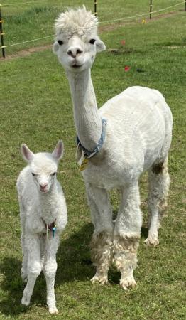 Alpacas: adult and baby.