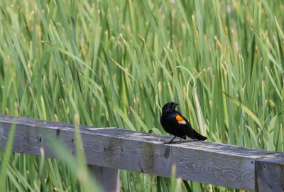 Redwinged blackbird perched on a fence railing at Woodland Dunes.