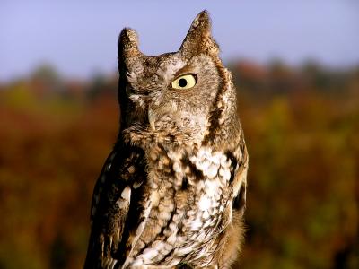 Screech owl at Woodland Dunes.