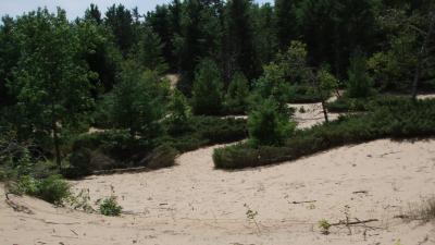 A sandy and brushy segment of the Ice Age Trail at Point Beach State Forest.