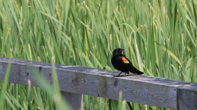 Redwinged blackbird sitting on fence rail.