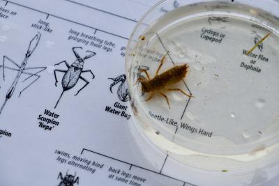 Live bug in a Petri dish.