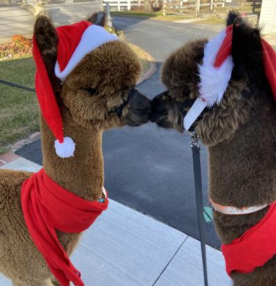 Two alpacas wearing Santa hats and red scarves standing nose to nose.
