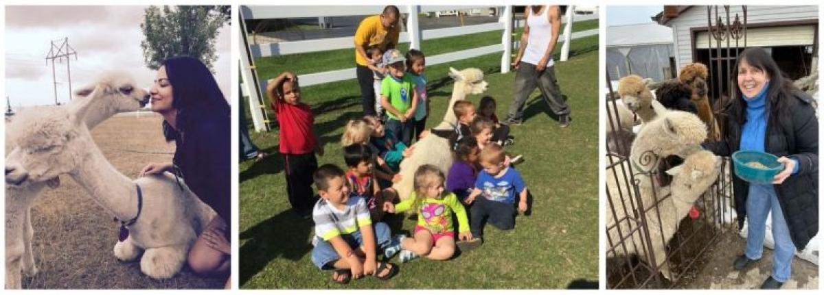 LondonDairy Alpaca Ranch