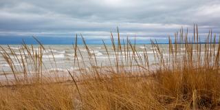 Beach grass on the Lake Michigan shoreline.