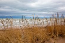 Beach grass on the Lake Michigan shoreline.