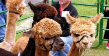 Four alpacas crowded around a man kneeling in the background