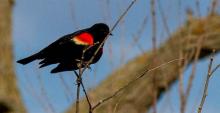 Red-Winged Blackbird perched on a branch