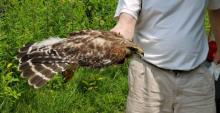 A person holding a Red-shouldered hawk