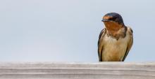 A barn swallow perched on wood