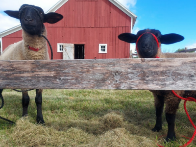 Two lambs standing behind a fence.