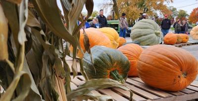 Big ol' pumpkins.